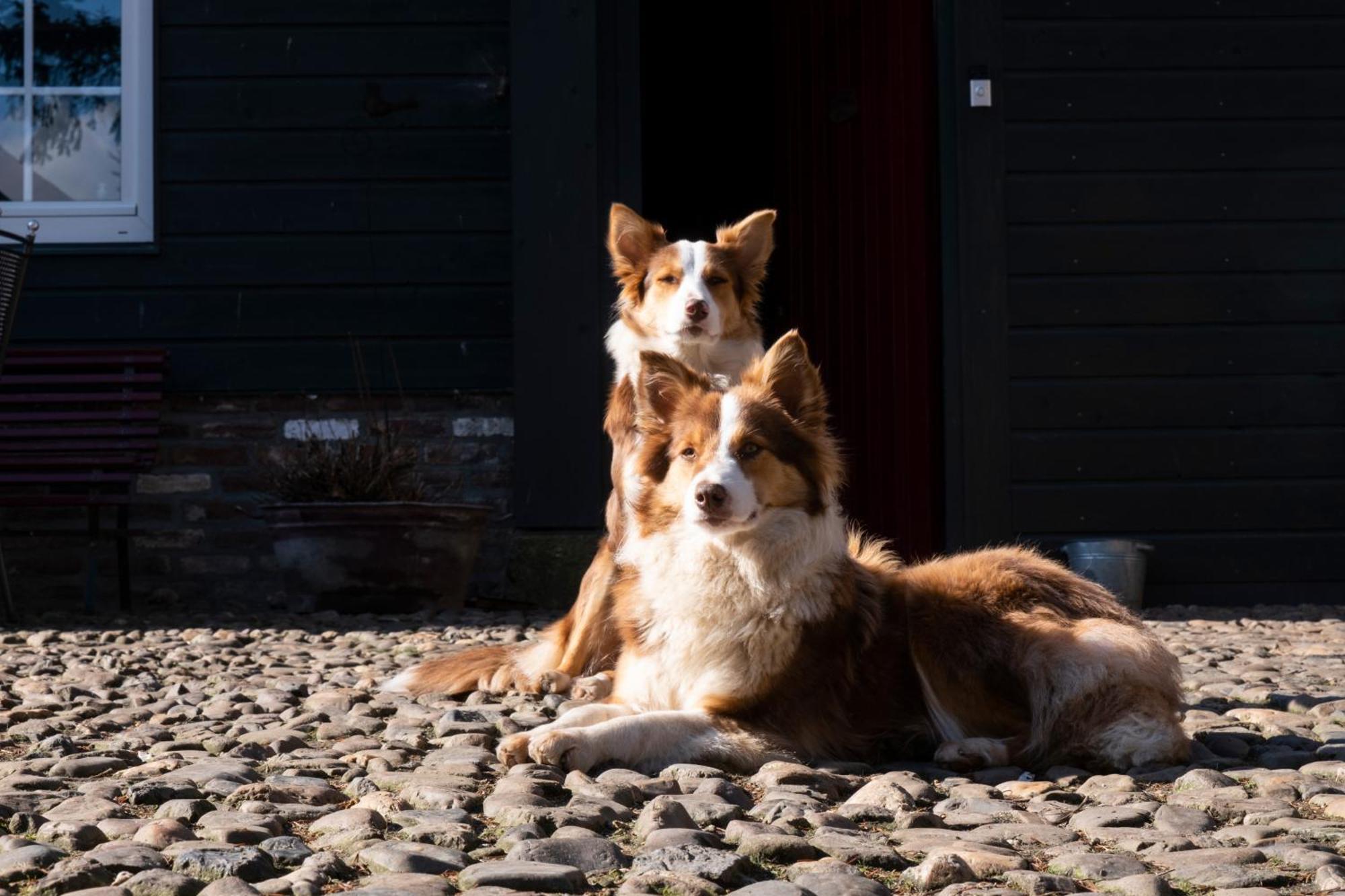 Meschermolen 1, klein 4-persoons appartement Eijsden Buitenkant foto